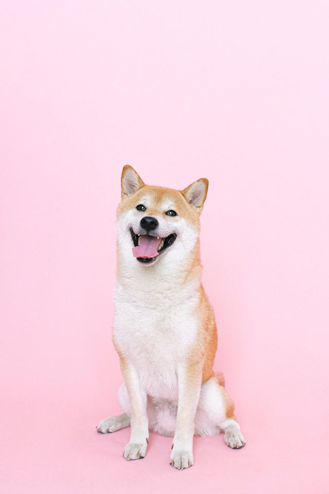 shiba1