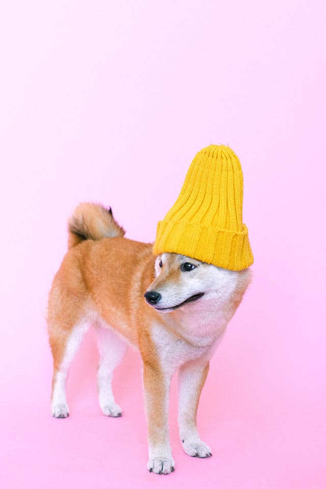 shiba2